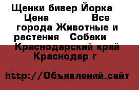 Щенки бивер Йорка  › Цена ­ 30 000 - Все города Животные и растения » Собаки   . Краснодарский край,Краснодар г.